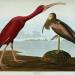 Scarlet Ibis (Eudocimus Ruber)